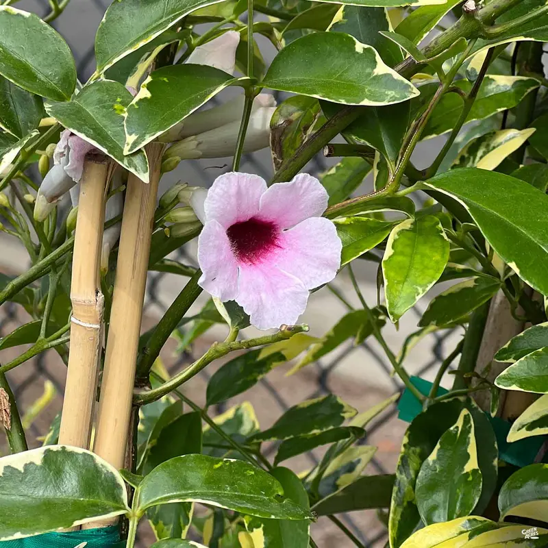 Variegated Bower Vine