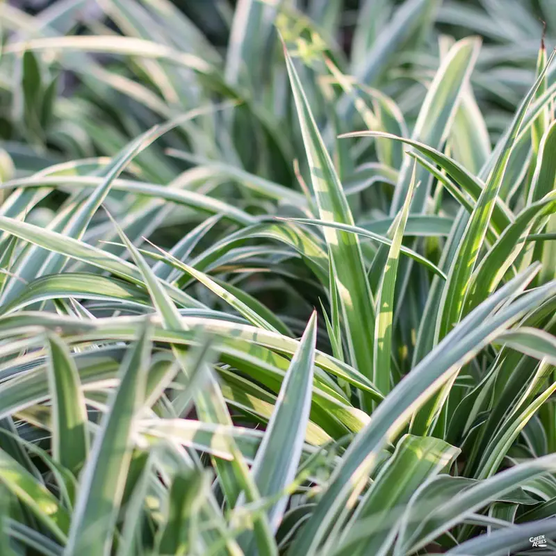 Variegated Flax Lily