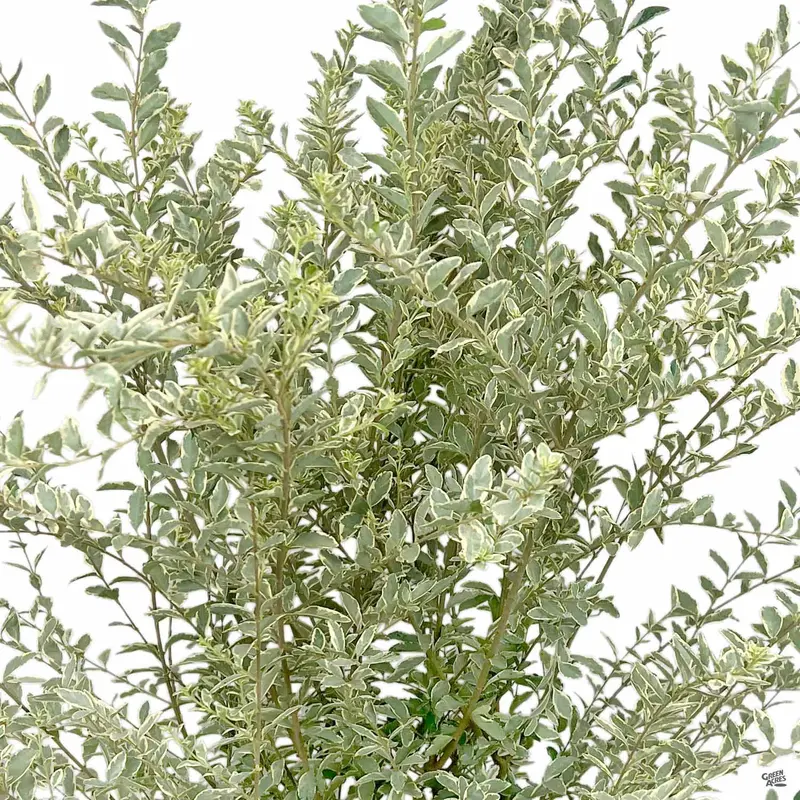 Variegated Privet