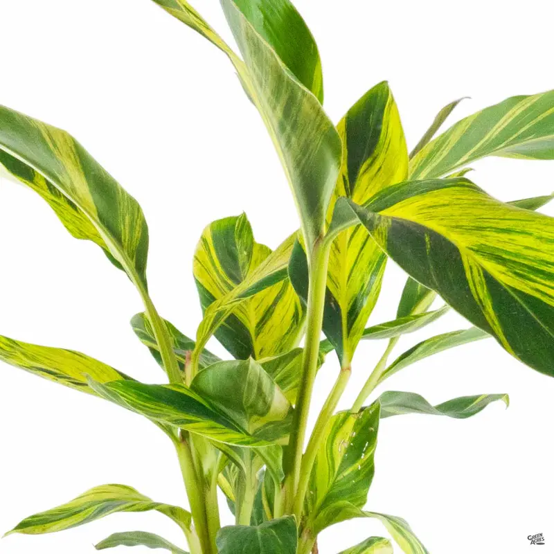 Variegated Shell Ginger