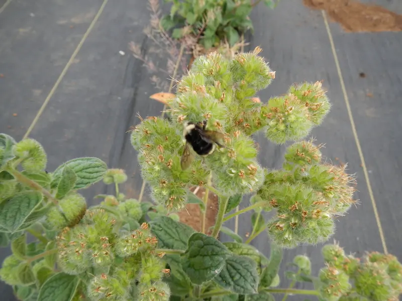 Varileaf phacelia (Phacelia heterophylla) - Seed