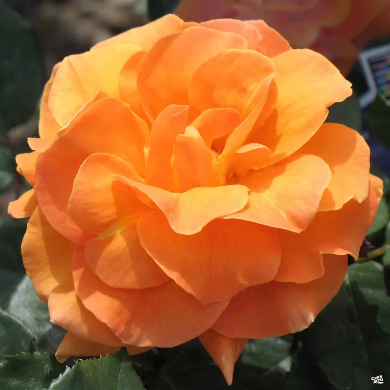 Vavoom™ Rose Bareroot