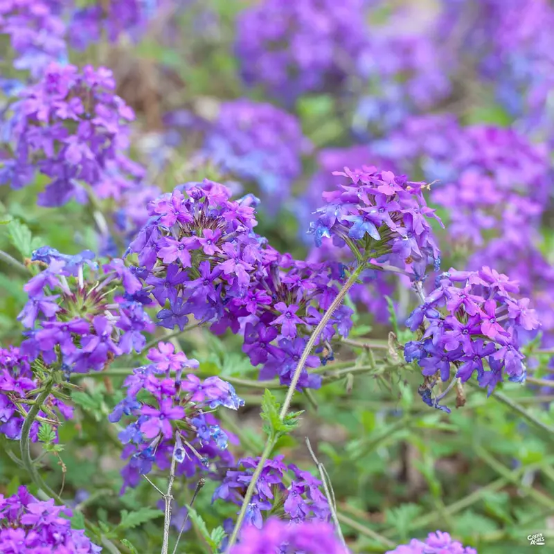 Verbena 'Homestead'