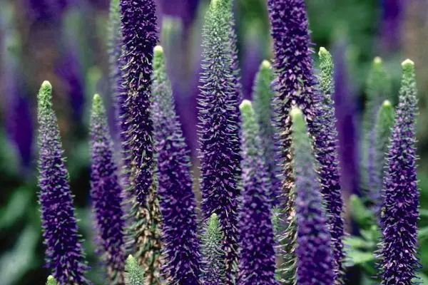 Veronica- Royal Candles Speedwell
