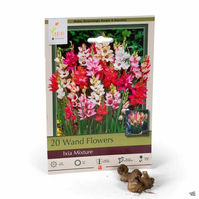 Wand Flower 'Mixture'