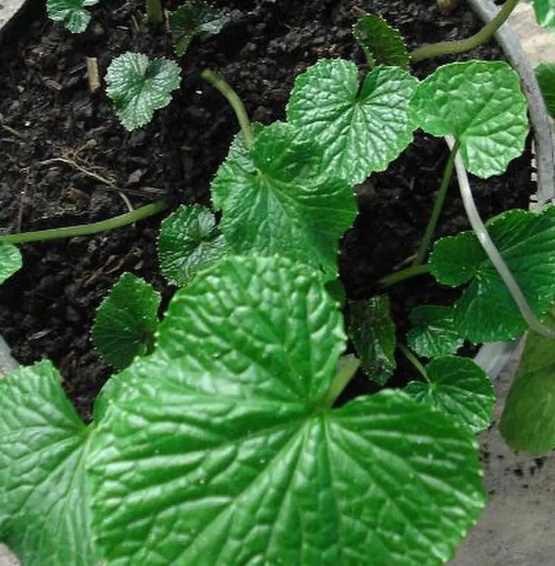 Wasabi (Eutrema japonicum)