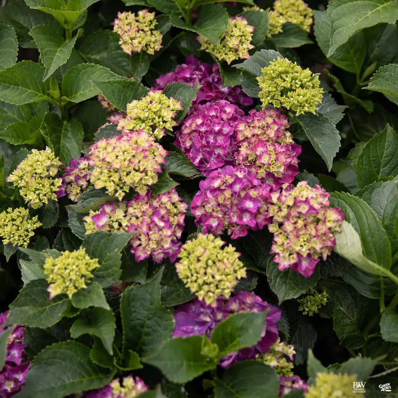 Wee Bit Giddy® Bigleaf Hydrangea