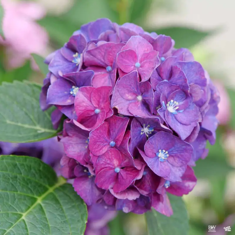 Wee Bit Grumpy® Bigleaf Hydrangea
