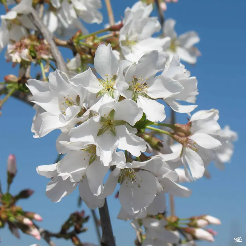 Weeping Cherry 'Snow Fountains'