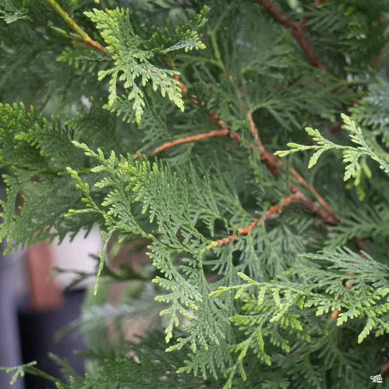 Western Red Cedar 'Green Giant'