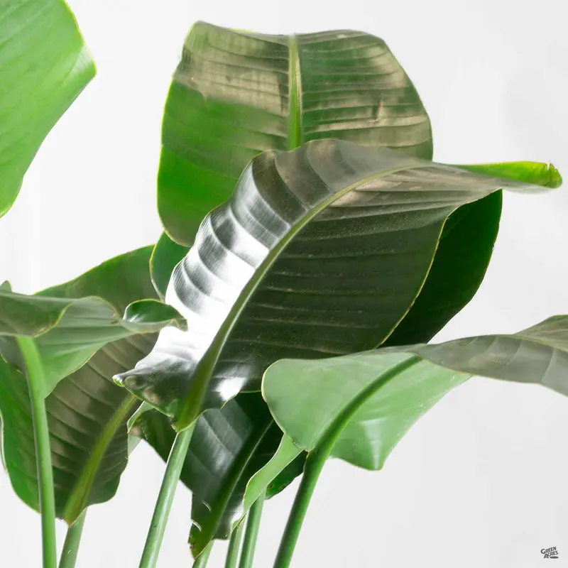 White Bird of Paradise