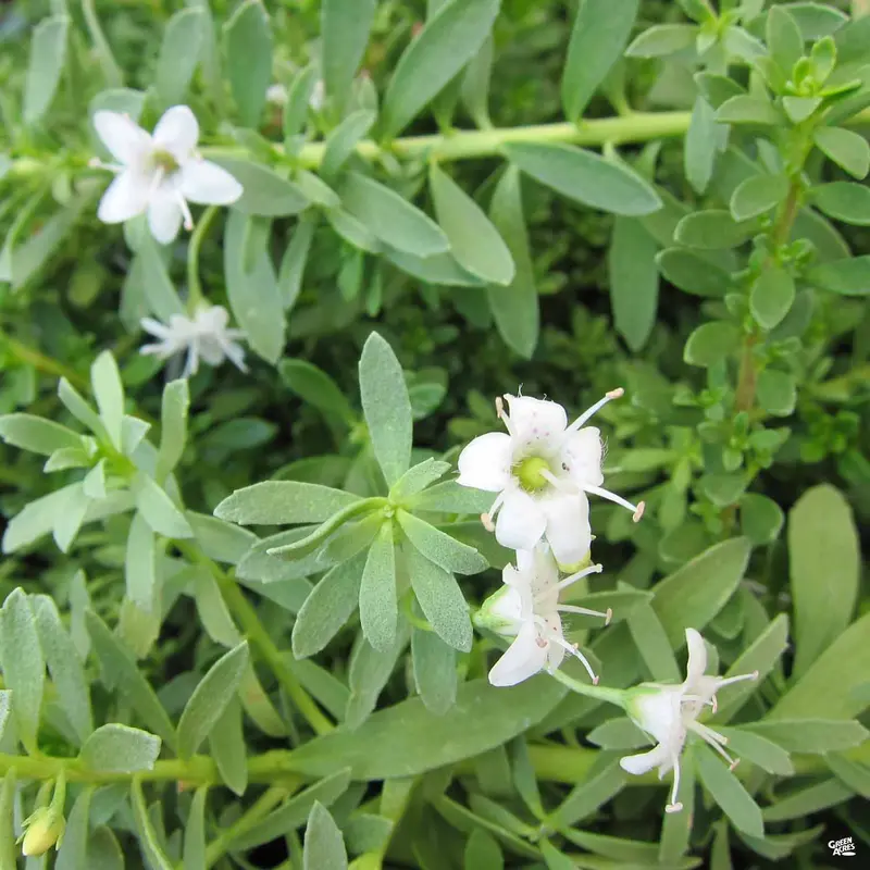 White Myoporum