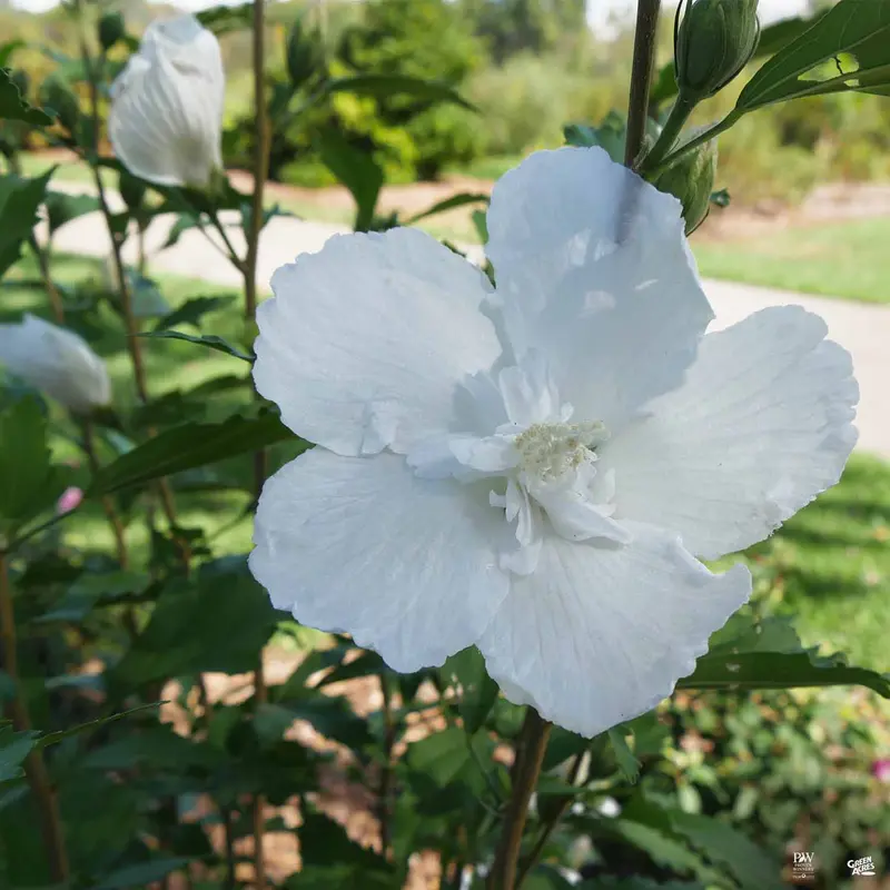 White Pillar® Rose of Sharon