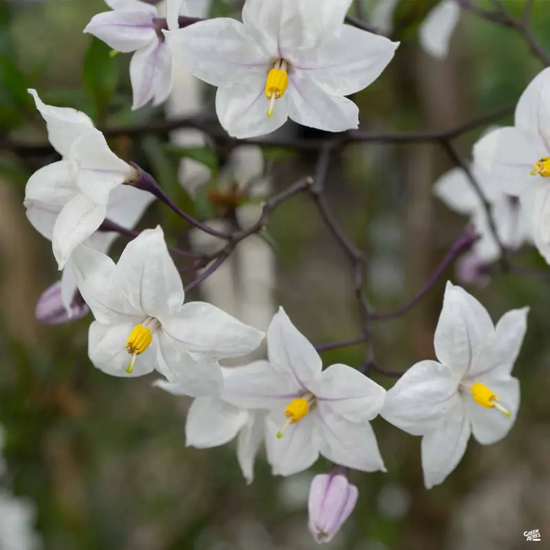 White Potato Vine Stake