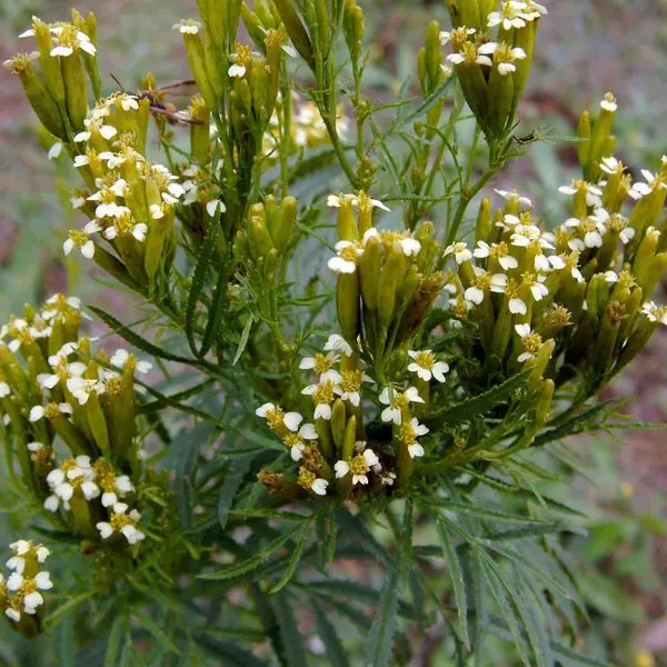 Wild Marigold (Tagetes minuta)