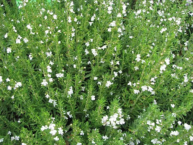 Winter Savory (Satureja montana)