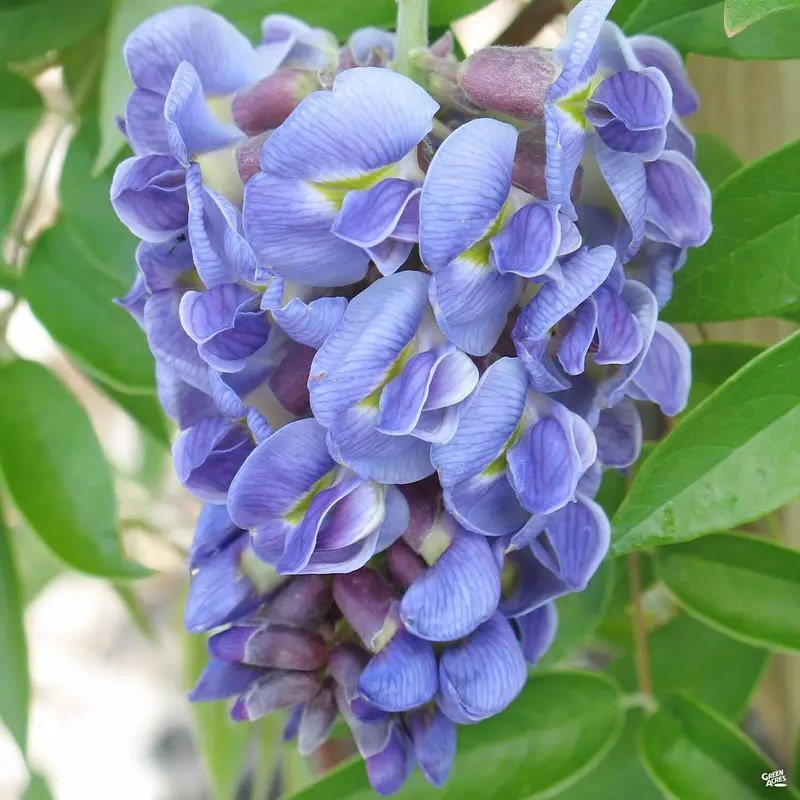 Wisteria 'Amethyst Falls' Staked