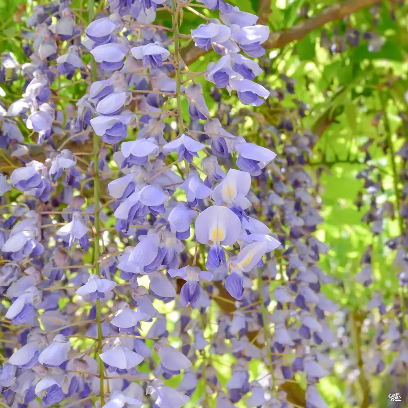 Wisteria Staked