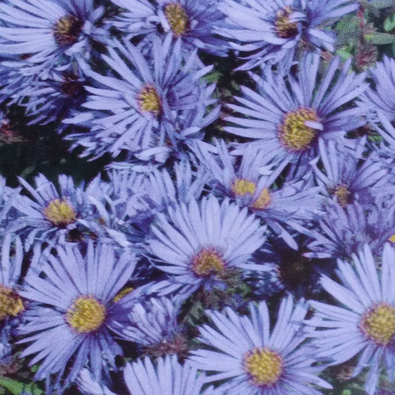 Woods Blue Aster