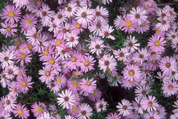 Woods Pink Aster