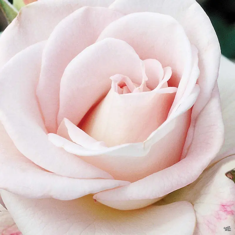 World War II Memorial Rose™ Bareroot