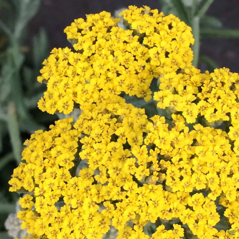Yarrow 'Little Moonshine'