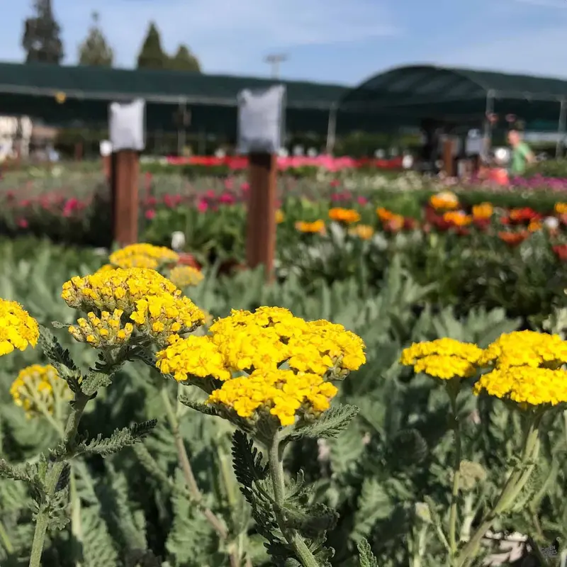 Yarrow 'Moonshine'