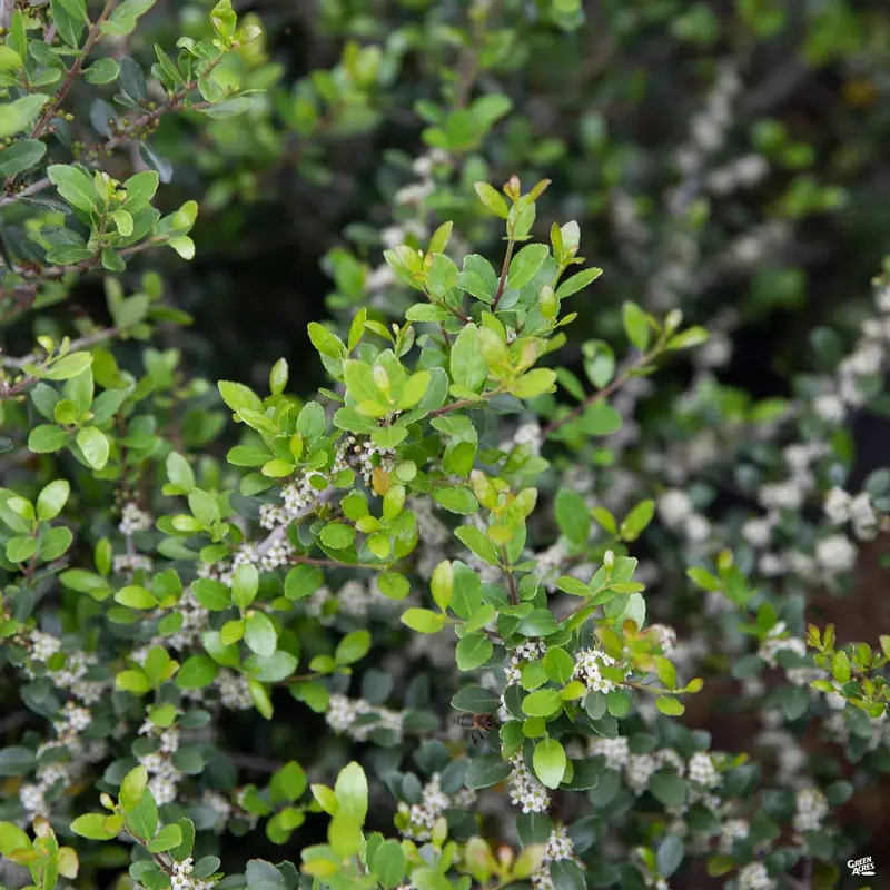 Yaupon Holly 'Pride of Houston' Multi-Trunk