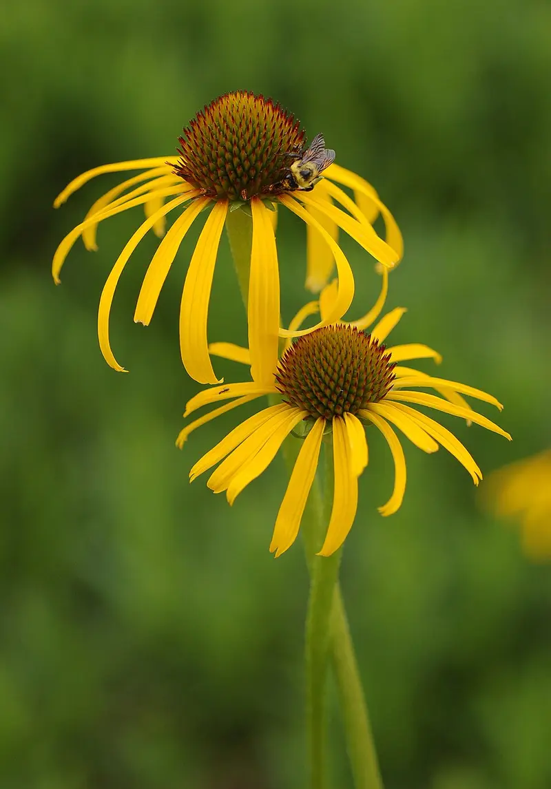 Yellow Echinacea (Echinacea paradoxa)