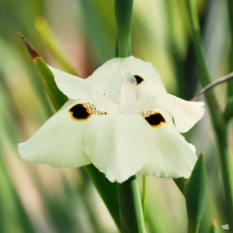 Yellow Fortnight Lily