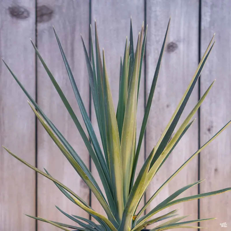 Yucca 'Blue Boy'