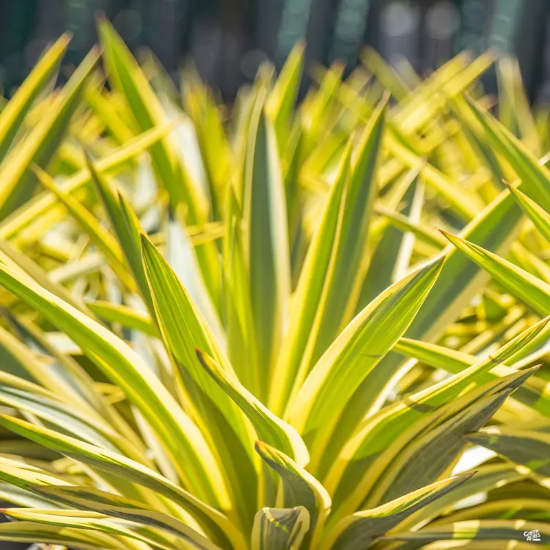 Yucca 'Bright Star'