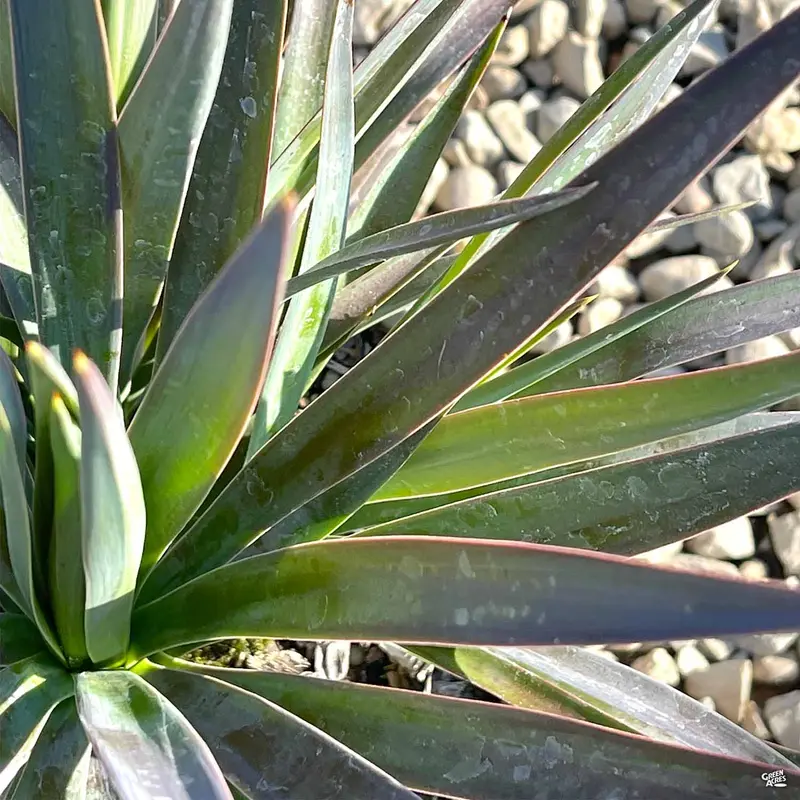 Yucca 'Magenta Magic'