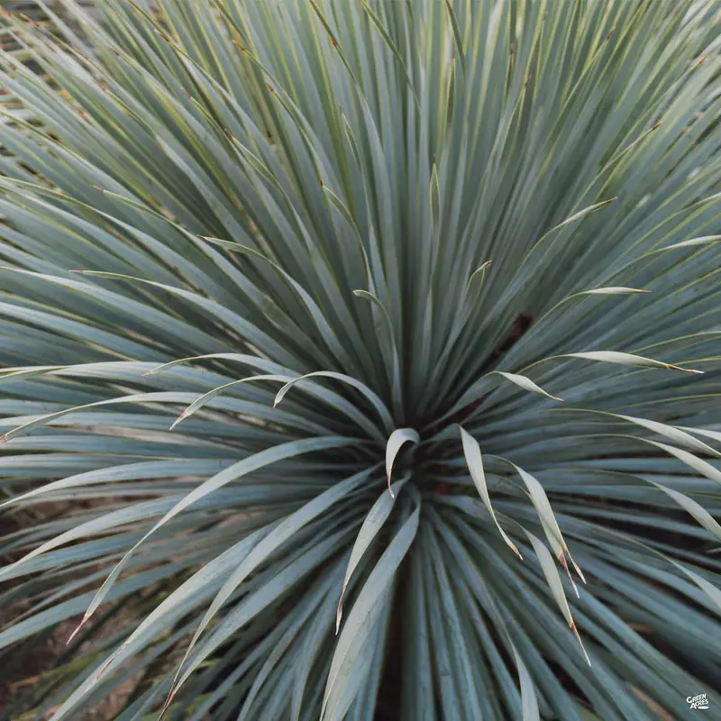 Yucca 'Silver Select'