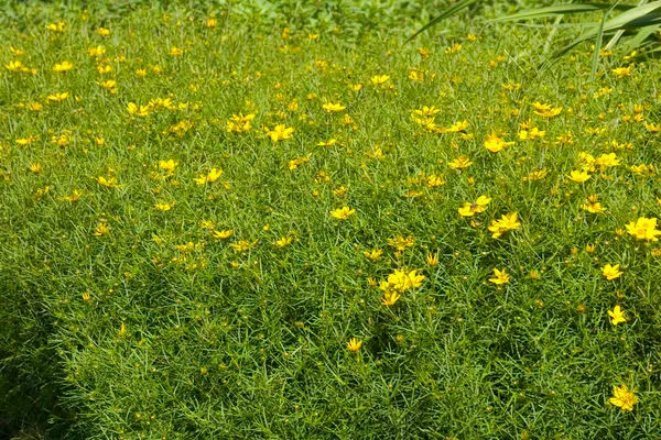 Zagreb Coreopsis-1 Gallon