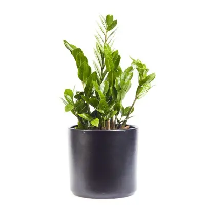 Zamioculcas zamiifolia (ZZ Plant)