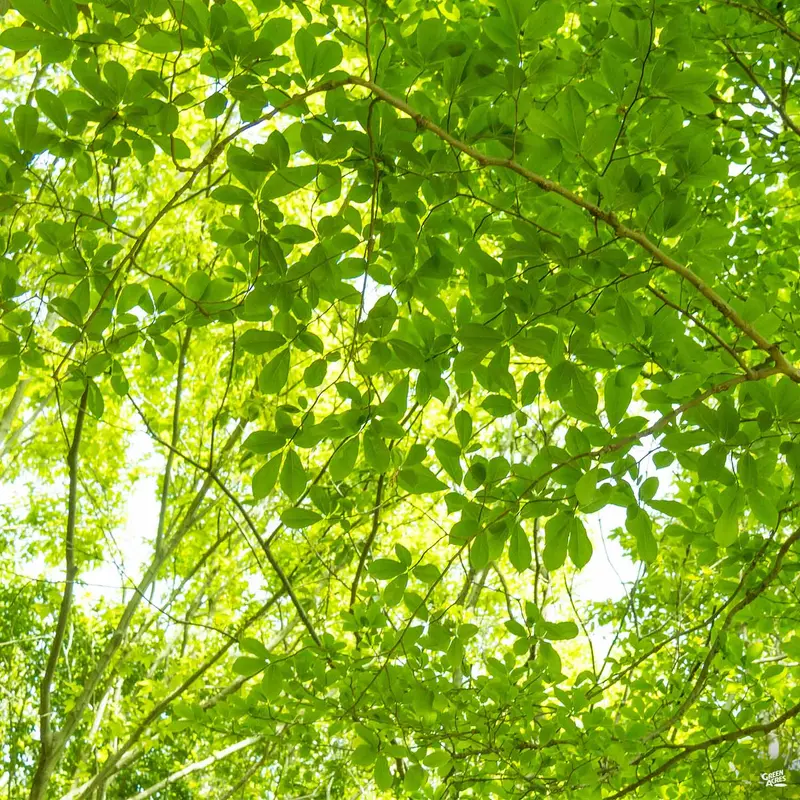 Zelkova 'Village Green'