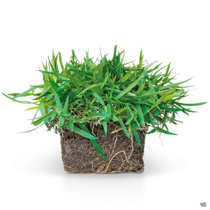 Zoysia Grass SodPods ®