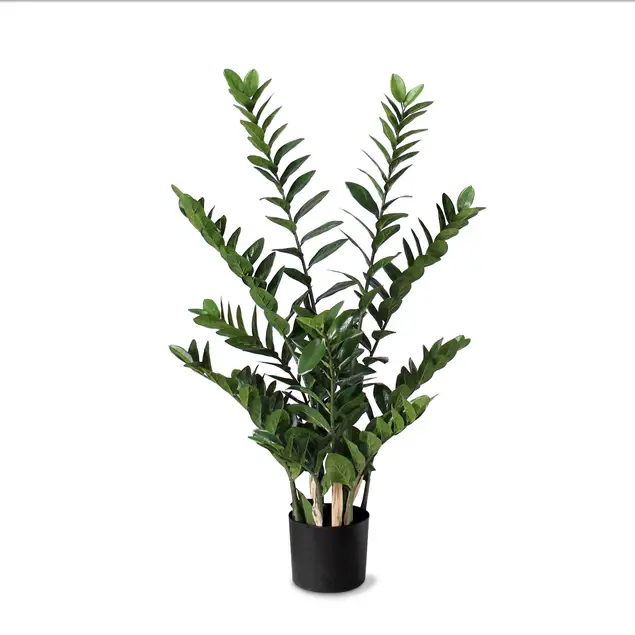ZZ Plant 38"H, Potted Set Of 2 By Gold Leaf Design Group