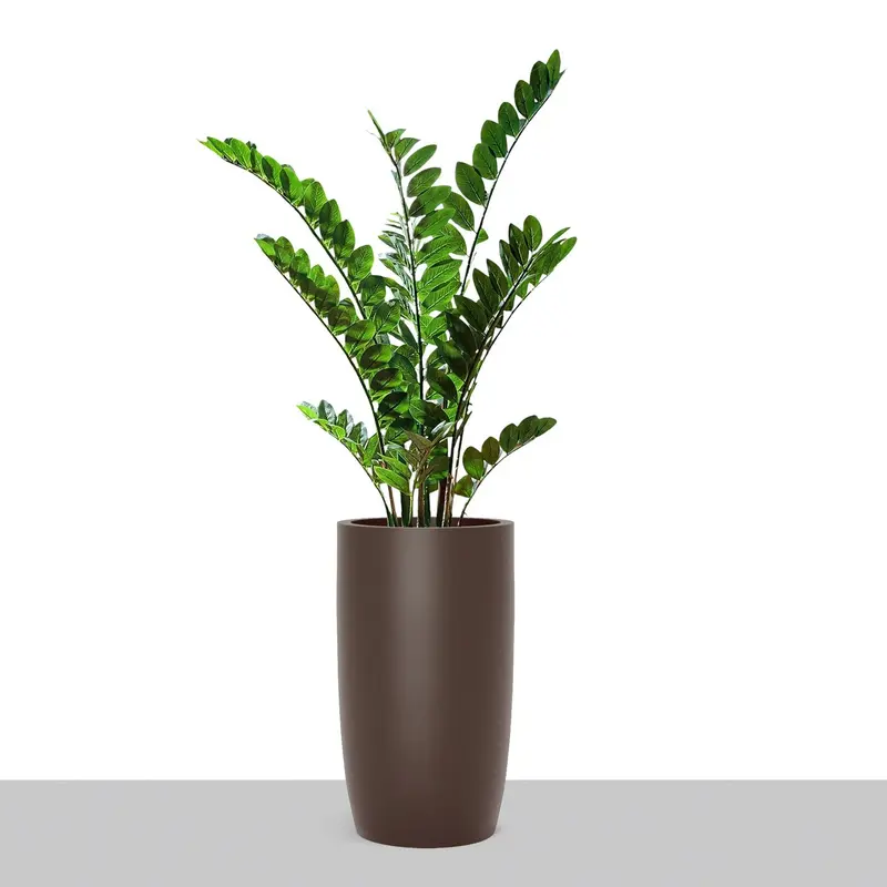 ZZ Plant in Barrel Planter SM, Brown DK Satin By Gold Leaf