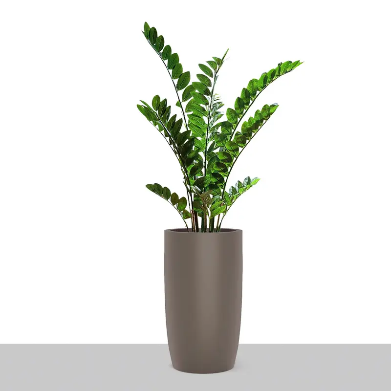 ZZ Plant in Barrel Planter SM, Gunmetal Metallic Satin By Gold Leaf