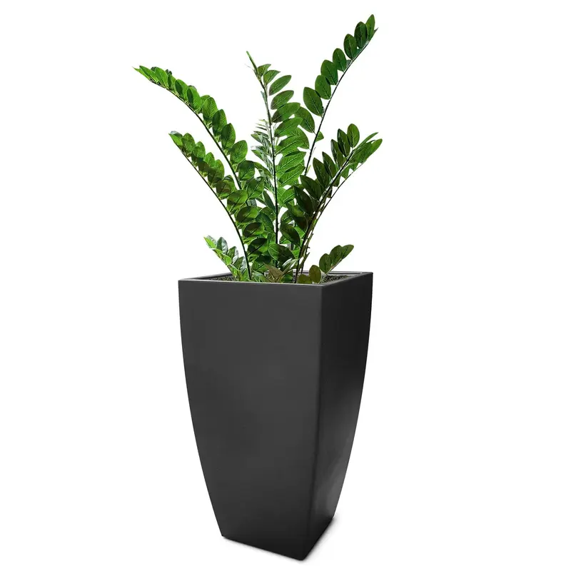 ZZ Plant in Cascade Planter, Black Satin By Gold Leaf