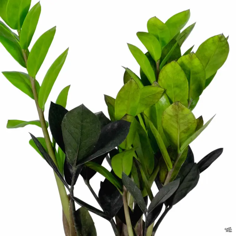 ZZ Plant 'Oscura'